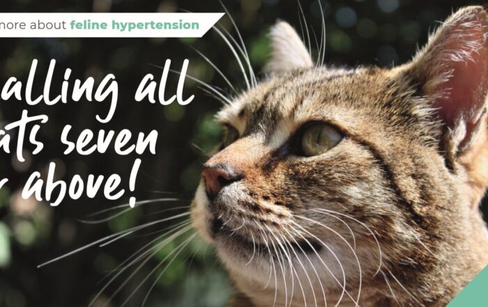 Feline-Hypertension