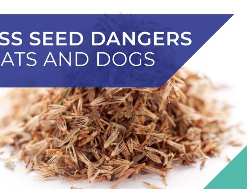 Grass seed dangers to cats and dogs
