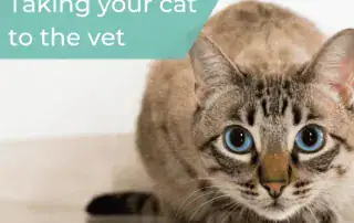 cat to vet
