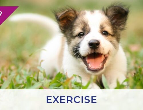 Exercising your puppy and kitten
