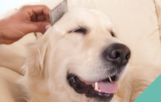 grooming-dog