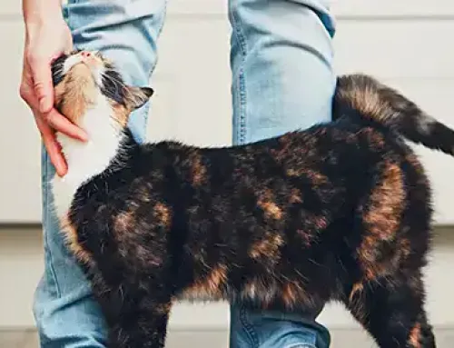 Jingle Bell Cat Collars: Pros & Cons