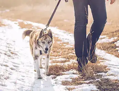 Festive Food for Pets: Do’s and Don’ts